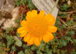 2013-08-18_Regina-F-Rau_Schachen_Blumen  (075).JPG